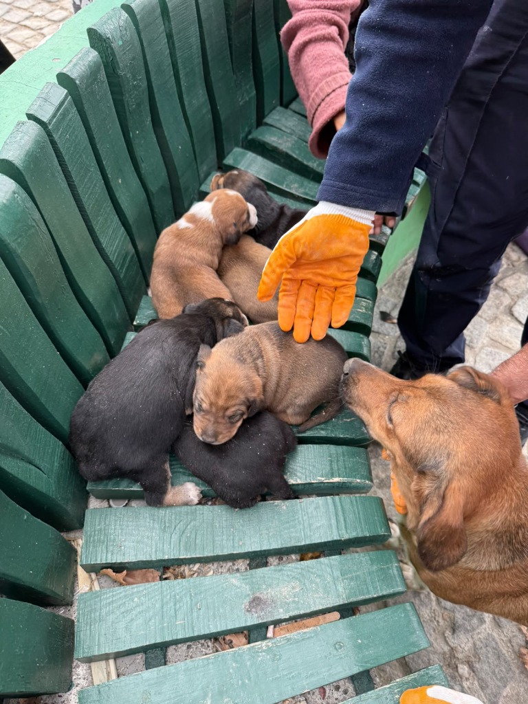 erdek_kurtarma_detay_1 Erdek'te Kuyuya Düşen Köpek İçin Nefes Kesen Kurtarma Operasyonu