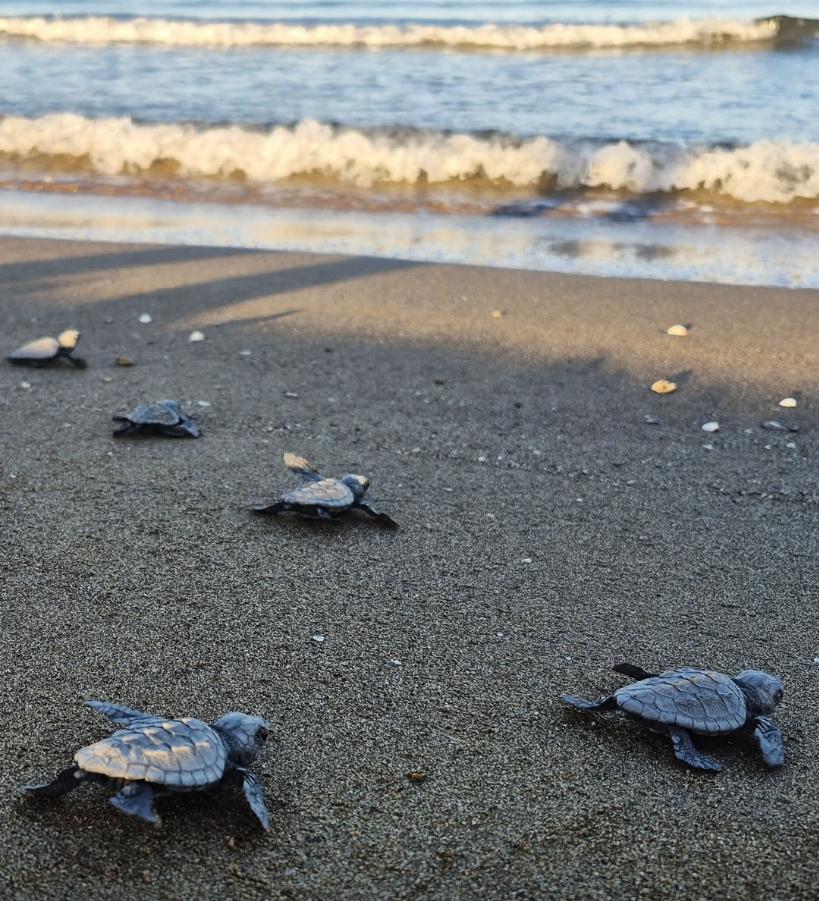İztuzu’nda Doğa Mucizesi: 30 Bin Caretta Caretta Yavrusu Denize Ulaştı